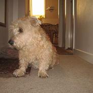 Irish Glen of Imaal Terrier Snooker