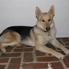 Blanding af racer Shiva *FÅET NYT HJEM*