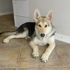 Blanding af racer Shiva *FÅET NYT HJEM*