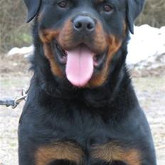 Rottweiler Radeau Kvanto