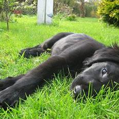 Flat coated retriever Fenris - R.I.P.