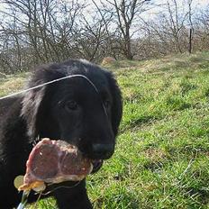 Flat coated retriever Fenris - R.I.P.