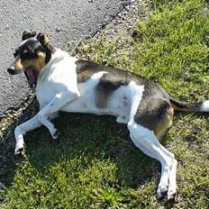 Dansk svensk gaardhund Kvik 