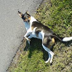 Dansk svensk gaardhund Kvik 