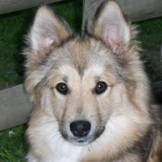 Islandsk fårehund Sòlargeisli Afram