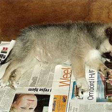 Islandsk fårehund Sòlargeisli Afram
