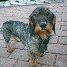Gravhund Callehan