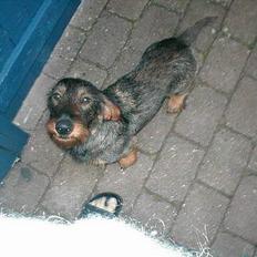 Gravhund Callehan