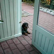 Gravhund Callehan