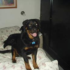 Rottweiler Spike