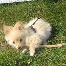 Pomeranian Gizmo *RIP :'(