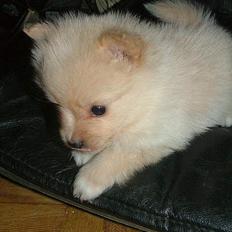 Pomeranian Gizmo *RIP :'(