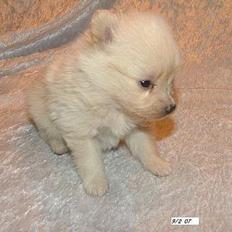 Pomeranian Gizmo *RIP :'(