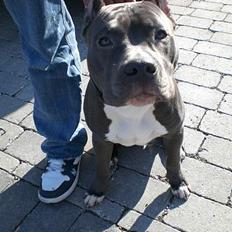 Amerikansk staffordshire terrier ALFA