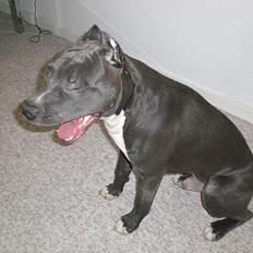 Amerikansk staffordshire terrier ALFA