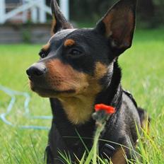 Dvaergpinscher Koda