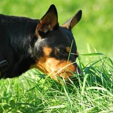 Dvaergpinscher Koda
