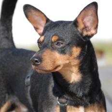 Dvaergpinscher Koda