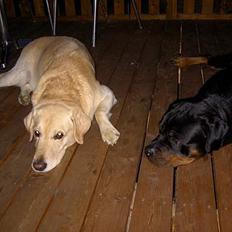 Blanding af racer Simba R.I.P