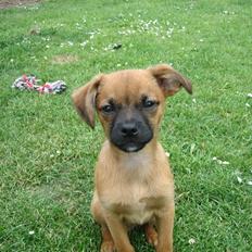 Blanding af racer Dobby **R.I.P**