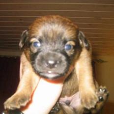 Blanding af racer Dobby **R.I.P**