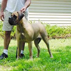 Mastiff Angel