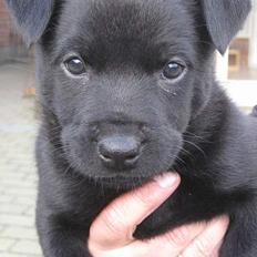 Australsk kelpie Gaia