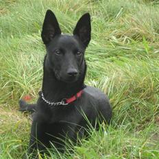 Australsk kelpie Gaia