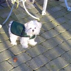 Malteser Donna nu med lille søster