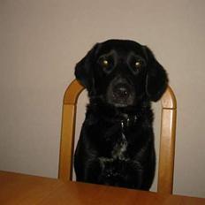 Blanding af racer Bella