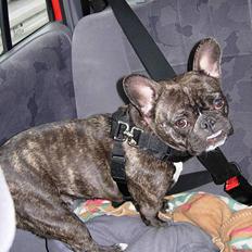 Fransk bulldog Berta