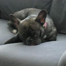 Fransk bulldog Berta