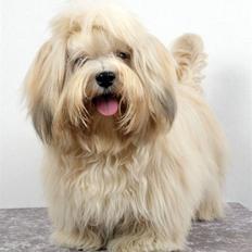 Bichon havanais Cloeérs Erika