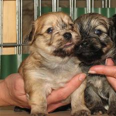 Bichon havanais Cloeérs Erika