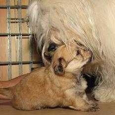 Bichon havanais Cloeérs Erika