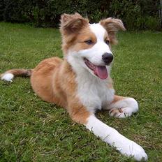 Islandsk fårehund Victor