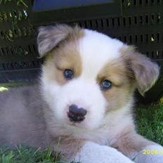 Islandsk fårehund Victor