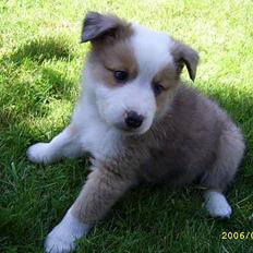 Islandsk fårehund Victor