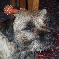 Border terrier Petit fleur (lykke)