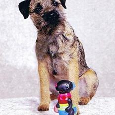 Border terrier Petit fleur (lykke)