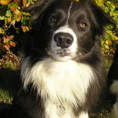 Border collie Rocky R.I.P.