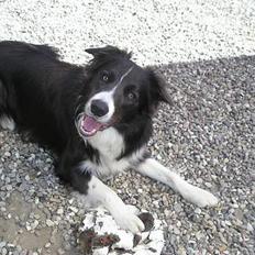 Border collie Rocky R.I.P.