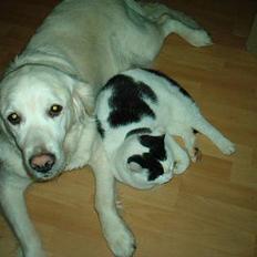 Golden retriever Jessie