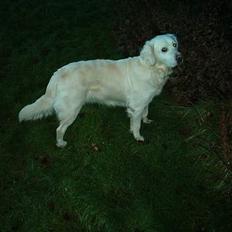 Golden retriever Jessie