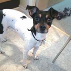 Dansk svensk gaardhund Dick