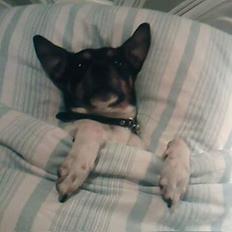 Dansk svensk gaardhund Dick