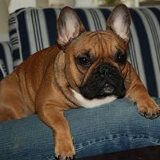 Fransk bulldog Emma 