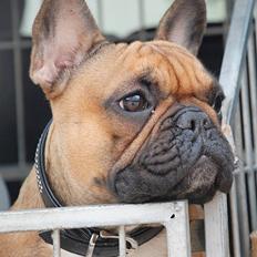 Fransk bulldog Emma 