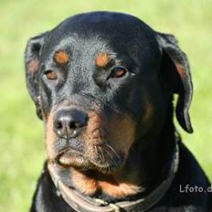 Rottweiler Maggi  (Død d. 10/8 2009)