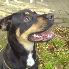 Blanding af racer Santos*R.I.P*